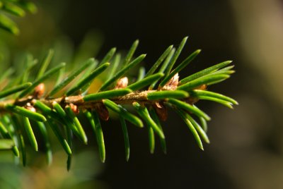 Picea omorika 'Treblitzsch' - smrk omorika - čarověník - jehlice pupeny